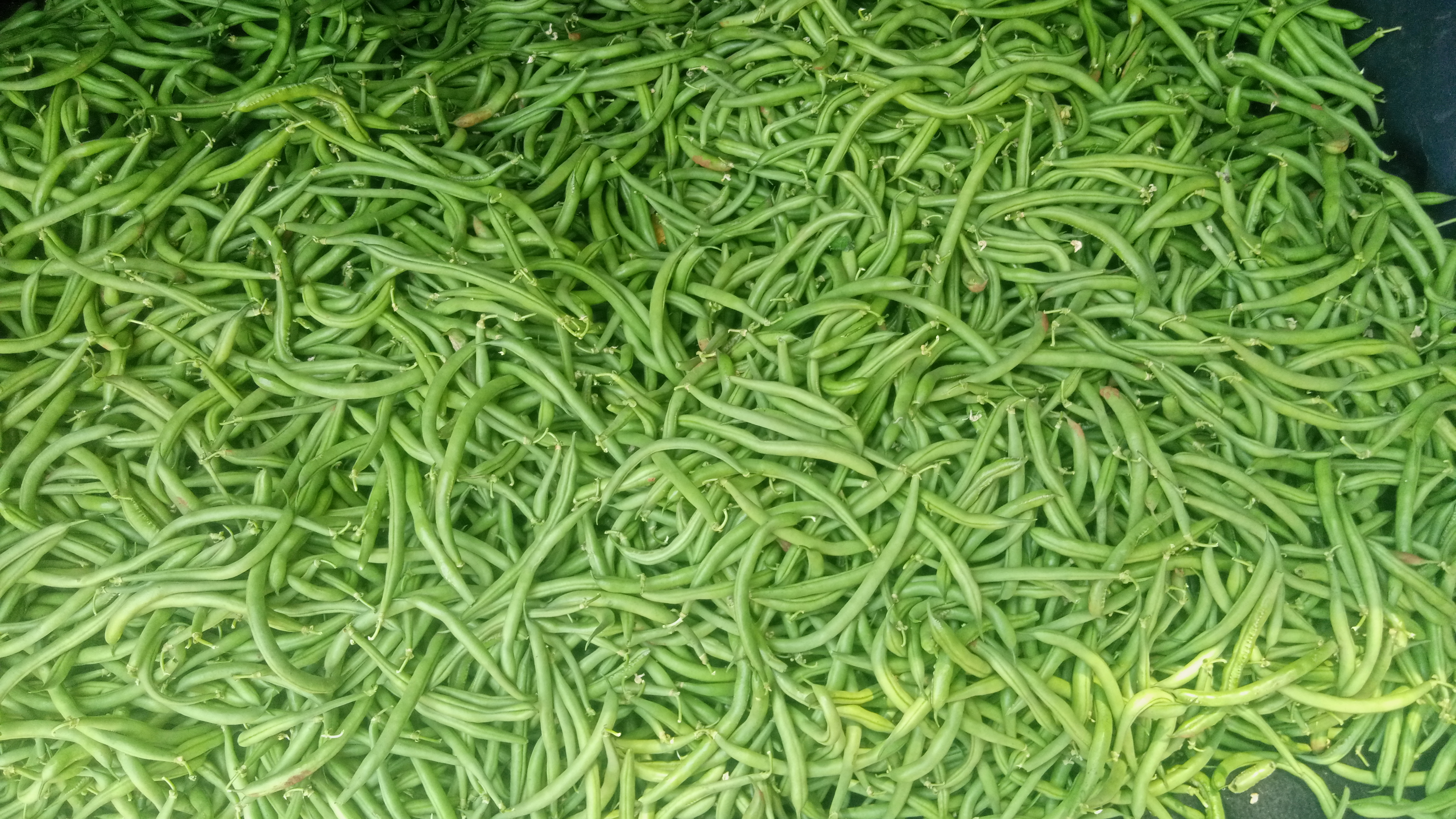 Green Beans