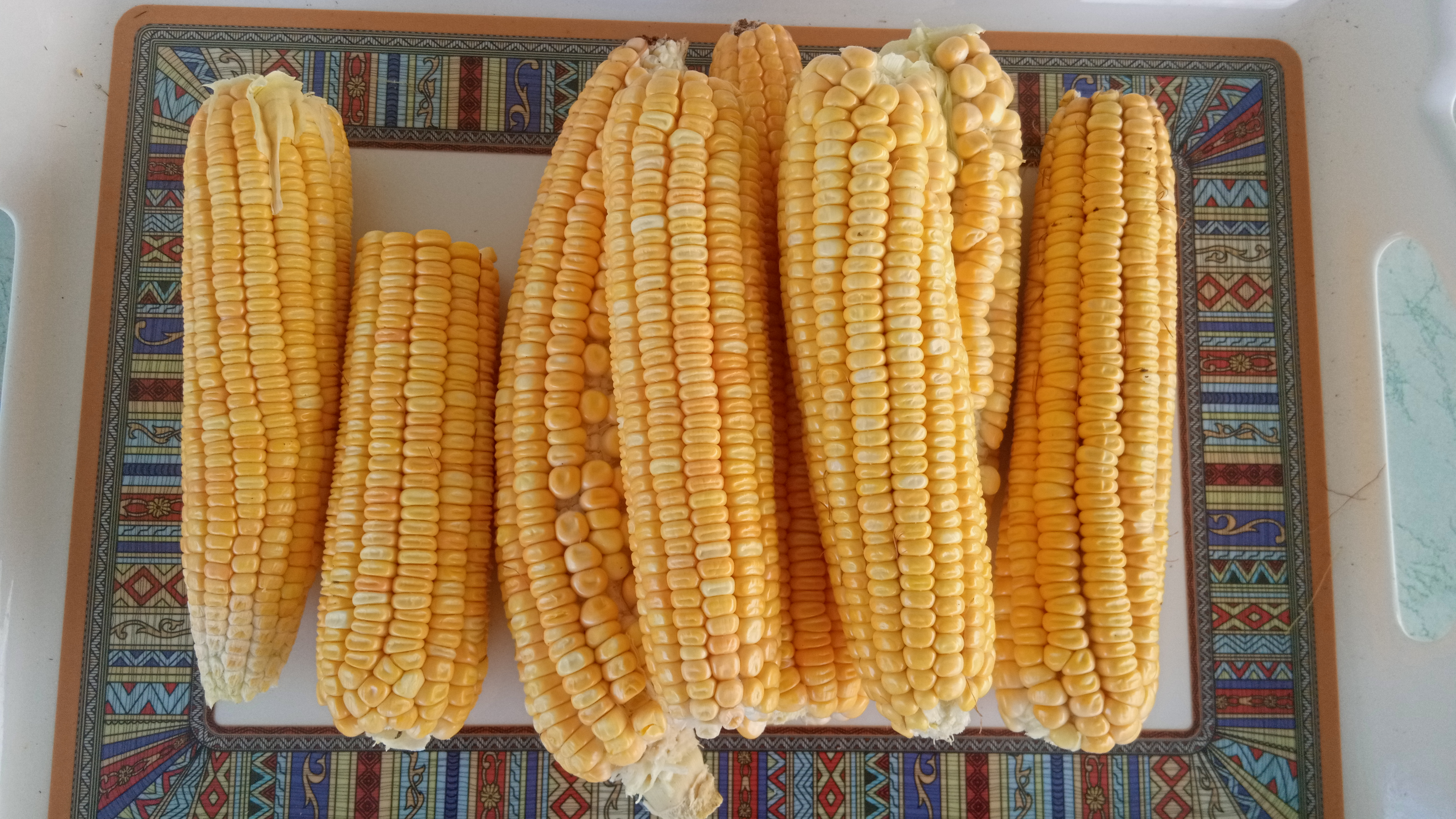 Yellow Maize