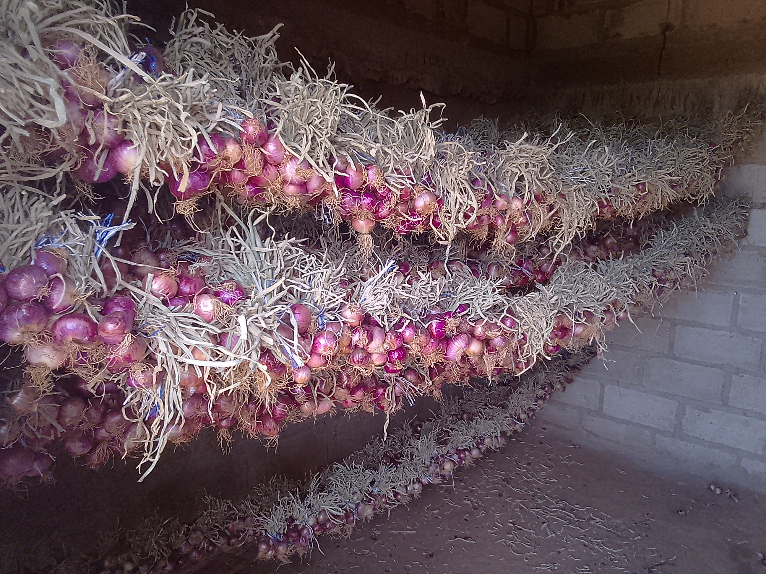 Red Onion